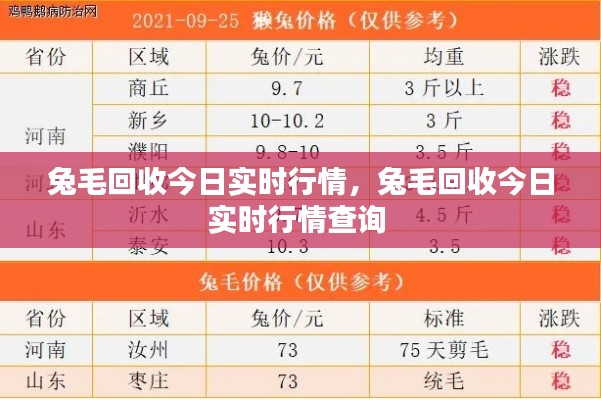 兔毛回收今日实时行情,兔毛回收今日实时行情查询
