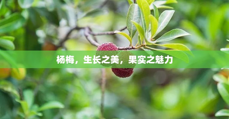 杨梅,生长之美,果实之魅力