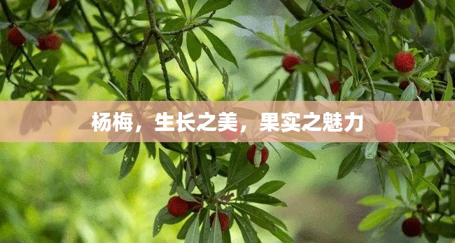 杨梅,生长之美,果实之魅力