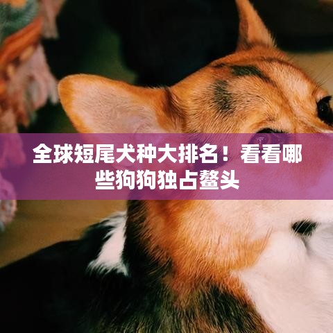 全球短尾犬种大排名！看看哪些狗狗独占鳌头