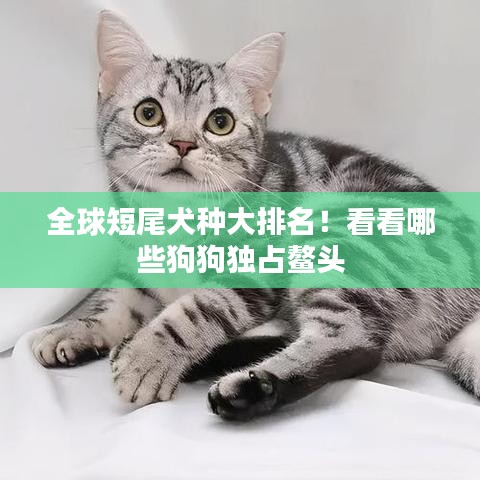 全球短尾犬种大排名!看看哪些狗狗独占鳌头