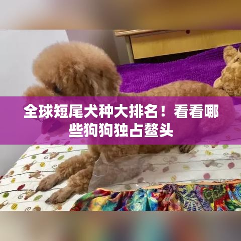 全球短尾犬种大排名!看看哪些狗狗独占鳌头